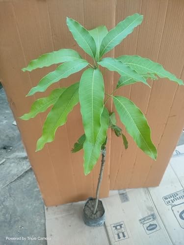 Image of Irwin Mango Plant Grafted '' Fruit After 2-3 Years Hybrid Live Plant Height- 2-3 Feet, Pack Of 1 Healthy Plant On Grow Bag For Home Garden PB 22
