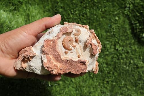 Image of Ammonites & Gastropods Plate Cretaceous Fossils Fossils from Morocco Fossil Rock ammonites Fossil from Morocco A196