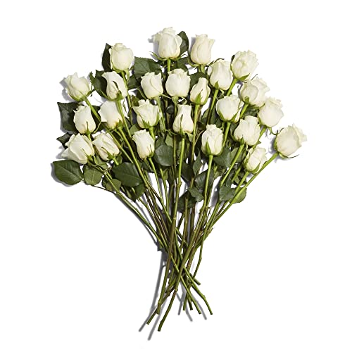 Floral, White Double Dozen Roses