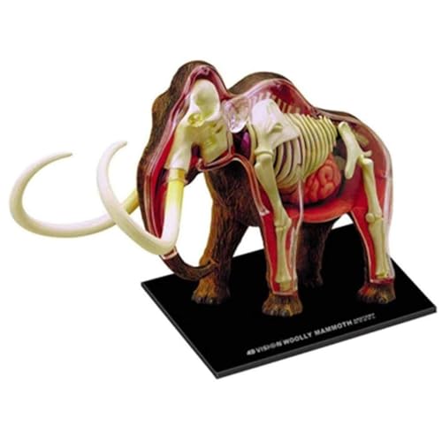 Maquette d'anatomie d'éléphant 4D AMITD 30 pièces pour l'étude médicale - 6