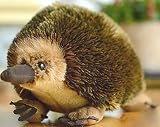 TAMMYFLYFLY Lifelike Echidna Plush Stuffed Animal Toy Echidna Animal Doll (20CM)