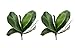 Angel Isabella 2pc Real Touch Livelike Premium Quality Artificial Phalaenopsis Orchid Foliage-Green (8" H x 3" W)