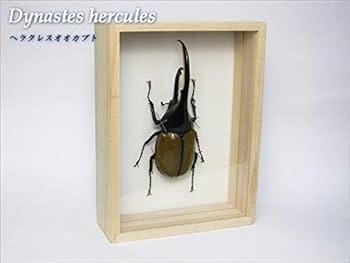 ヘラクレスオオカブト 標本 Amazon.co.jp: 虫の標本 ヘラクレスオオカブト Dynastes