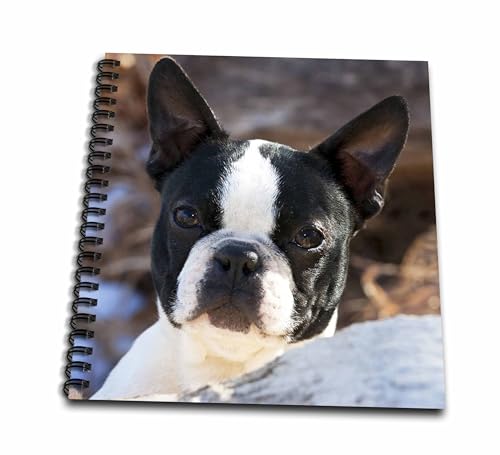 3dRose db_140275_1 Purebred Boston Terrier Dog Na02 Pwo0017 Piperanne Worcester Drawing Book, 8" x 8"
