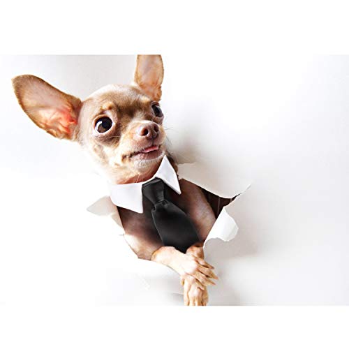 Segarty Dog Necktie, Dog Tie Collar for Medium and Large Dogs, Adjustable Formal Collar Neck Tie for Dogs and Cats Tuxedo Outfits, Birthday Party Gift, Wedding, Business, Photo Wearing