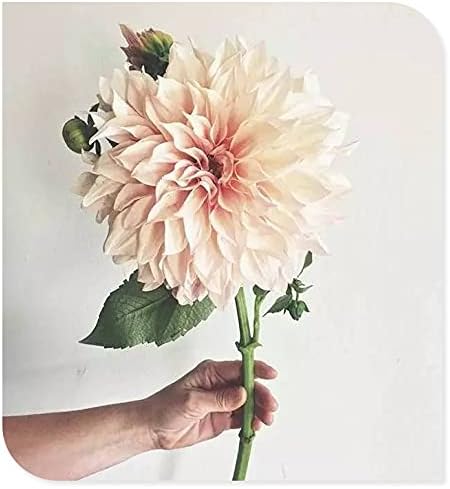 Amazon ダリア球根 酔わせる花 根の特別な魔法の植物心地よい 秘密の庭にあるあの素敵な大きな花 1 2球根 花