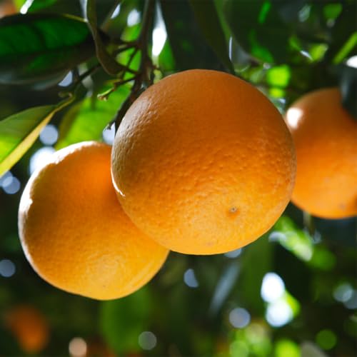 Live Plant Valencia Orange Tree