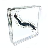 Centipede（Chilopod）（Scolopendra）Science Specimen in Acrylic Block Paperweights Science Classroom Specimens for Science Education（3x3x1 Inch）