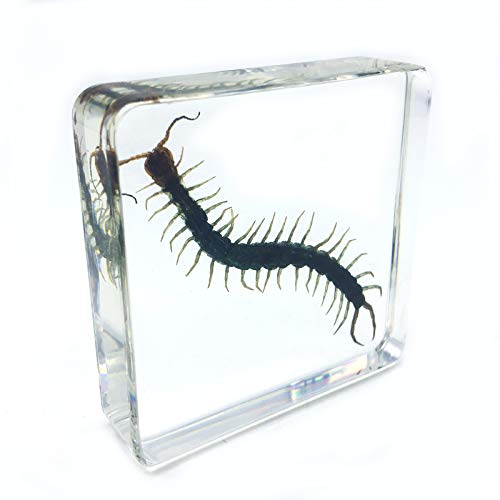 Centipede（Chilopod）（Scolopendra）Science Specimen in Acrylic Block Paperweights Science Classroom Specimens for Science Education（3x3x1 Inch）