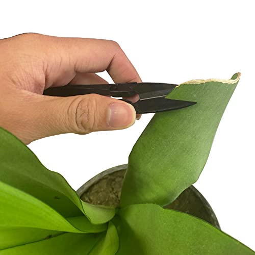 Tijeras para Bonsái HFS 6 Piezas para Podar y Recortar Plantas miniatura 5