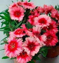 Golden Hills Farm® (AVG 100-1000) seeds Dianthus Magenta Fizz Seeds Flower Plant Seeds (B084V1V9K2) Amazon Price History, Amazon Price Tracker