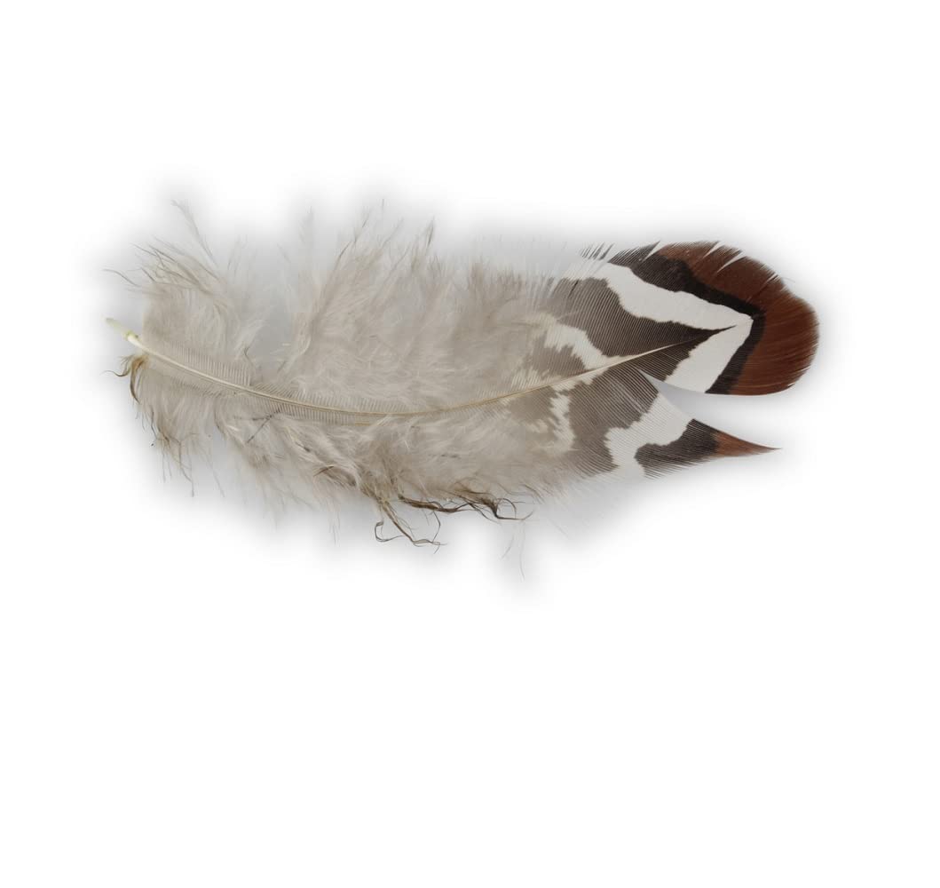 E+N Deko Vertriebs GmbHEaster Carnival Nest Natural Feathers with White Stripes Pack of 60 Length x Width Approx. 10.4 x 3-4 cm Natural Material