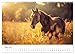 Wild Manes: A Year with Horses (Wall Calendar 2026 DIN A3 Landscape), CALVENDO Monthly Calendar: Natural Elegance and Vitality of Horses in Natural Environment