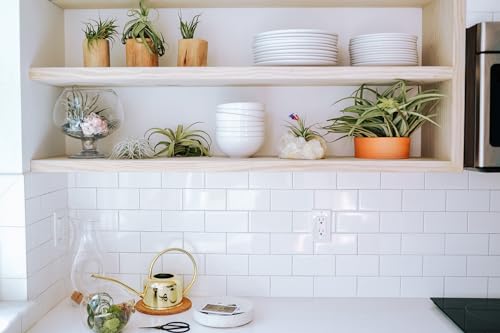 Air Plant Shop 5 Pack XL Tillandsia Ionantha Guatemala- Wholesale and Bulk - Succulents - Live Tillandsia - Easy Care Indoor and Outdoor House Plants - Thumbnail 3