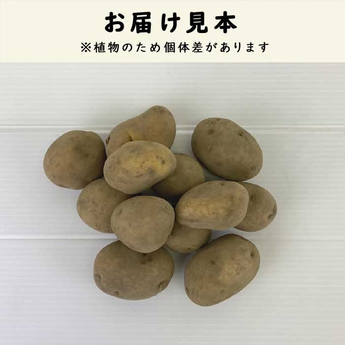 Amazon.co.jp: 種 じゃがいも インカのめざめ 300g 芋サイズ：2S