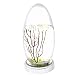 EcoSphere Closed Aquatic Ecosystem, Large Pod with LED Base