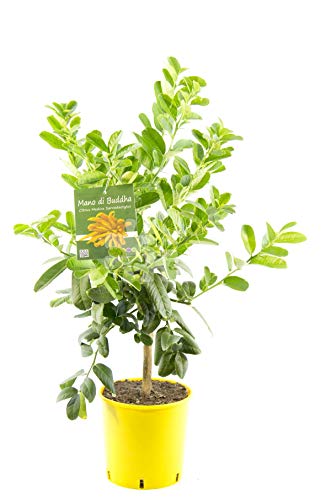 Buddhas Hand Pflanze 70-100 cm – Citrus medica sarcodactylis – Zitronenbaum mit aromatischer Frucht – Exotische Rarität für Balkon & Garten