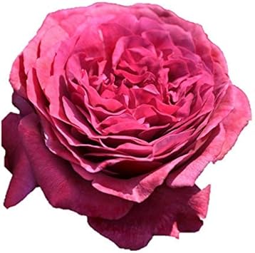 Amazon Co Jp バラ苗 ヴィウーローズ 国産大苗裸苗 四季咲き大輪 赤紫系 フレンチローズ デルバール Diy 工具 ガーデン