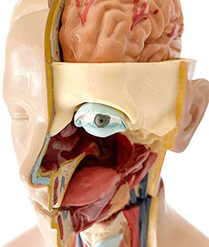 Maniquí Humano 55cm Anatomía Médica Equipo Médico Visceral Enseñanza del Torso Humano