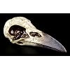 Figuren Shop GmbH Edgars Ravens Skull - Nevermore Skull Crow Gothic Fantasy