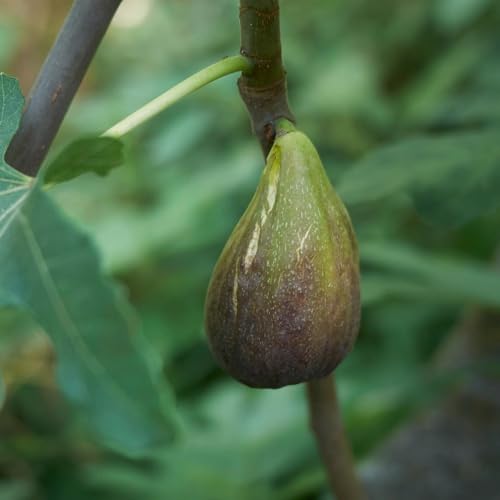 Planta Frutal Higo Largo De Portugal En Jarrón 20 Edad 2/3 Años (Foto Real)