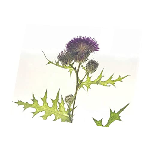 Tableau chardon violet en toile imprimée 53x40 cm pour une déco chic