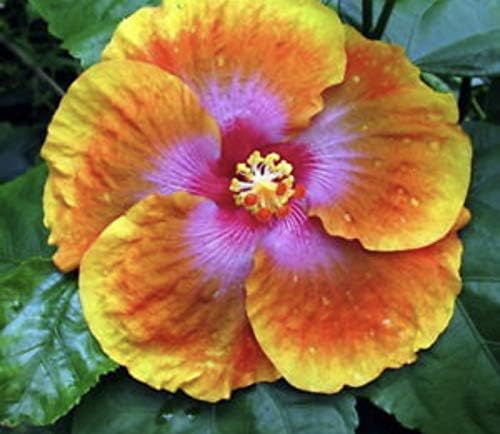 10+ Dinnerplate Hibiscus/Perennial Flower Seed/Easy to Grow/Huge 10-12 Inch Flowers/Fairy Dust