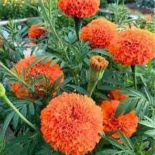 Image of Orange Marigold Flower Plant - Bright Blooming, Easy to Grow, Ideal for Home Garden & Pots (Pack Of 100 Seed)