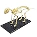 INTSUPERMAI Feline Skeleton Model Anatomical Model Cat Skeleton Standard Size with Jaw Teeth Base Education Model for Science Study Teaching