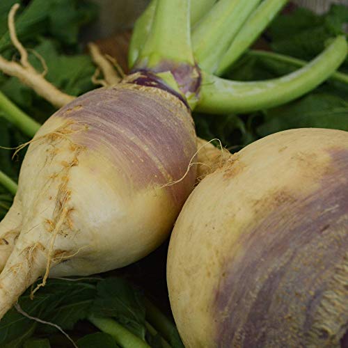 American Purple Top Rutabaga - 250 Seeds - Heirloom & Open-Pollinated Variety, Easy-to-Grow...