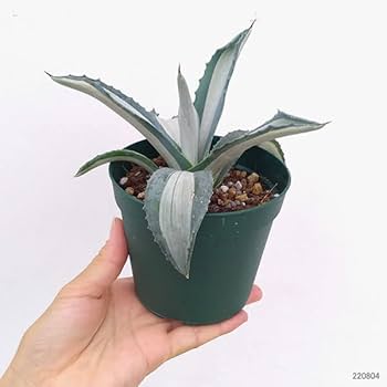 Mustout029出品　アガベ　アメリカーナ　華厳　メディオピクタ アガベ・アメリカーナ var.メディオピクタ 'アルバ'（華厳）｜Agave