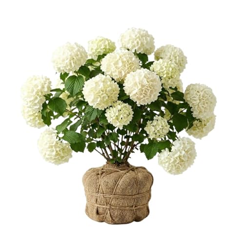 Snowball Bush Live Plant 4 Inch Pot Snowball Viburnum Tree 6-10 Inch Tall Flowering Shrub for Outdoor Garden and Landscape