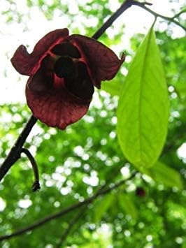 Miniatura 2 de 5 semillas frutales de árbol de PAW PAW (plátano indio) Asminia Triloba