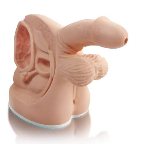 Image of Male Catheterization Model Internal and External Genital Anatomy Model for Clinical Teaching and Medical Education Training Practice, 1 Piece