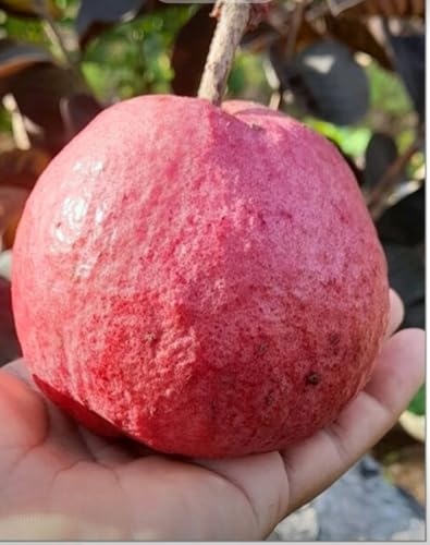 Image of SRIYA NURSERY Guava Plant Hybrid,Thai Variety (Air Leyaring) All Season Red Fleshed & Red Skin, high-yielding Amrood Fruit Plant /Idal for home gardens and container (pack of 1)
