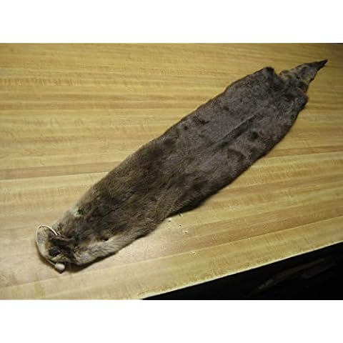 Extra Large Tanned Otter Hide # 1 Quality Fur Cover