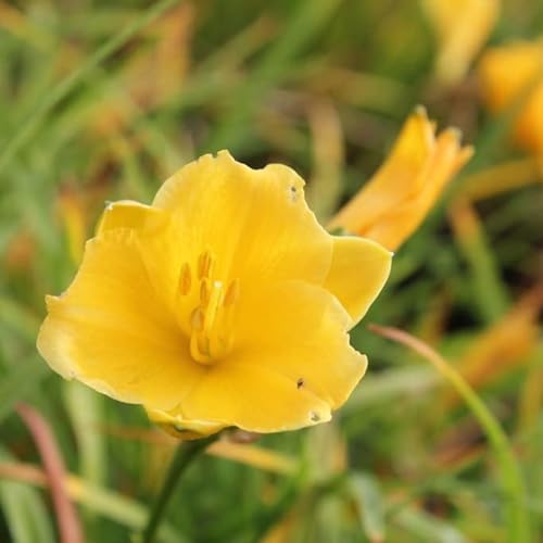 6x Lis d’un jour 'Stella de Oro' – Hemerocallis 'Stella de Oro' – Godet 9x9cm | Remontant, floraison jaune abondante