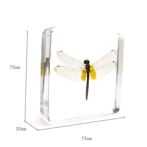 Dragonfly Paperweights Specimen For Science Education Paperweight For Book For Office For Desk #TOP2