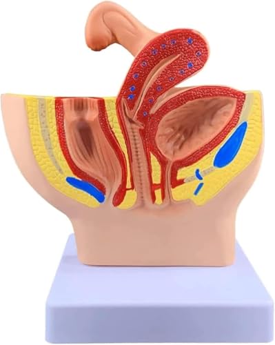 Modèles d'anatomie humaine pour enseignement anatomique des hôpitaux et universités