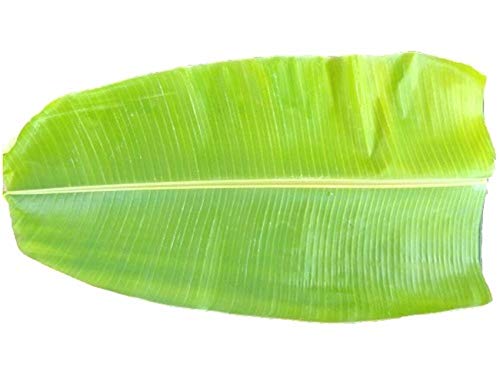 Indiana Banana Leafs 10 Pieces 12 Inch Each For Rituals (Puja)_Odiplantz (B0BRSSZSDS) Amazon Price History, Amazon Price Tracker