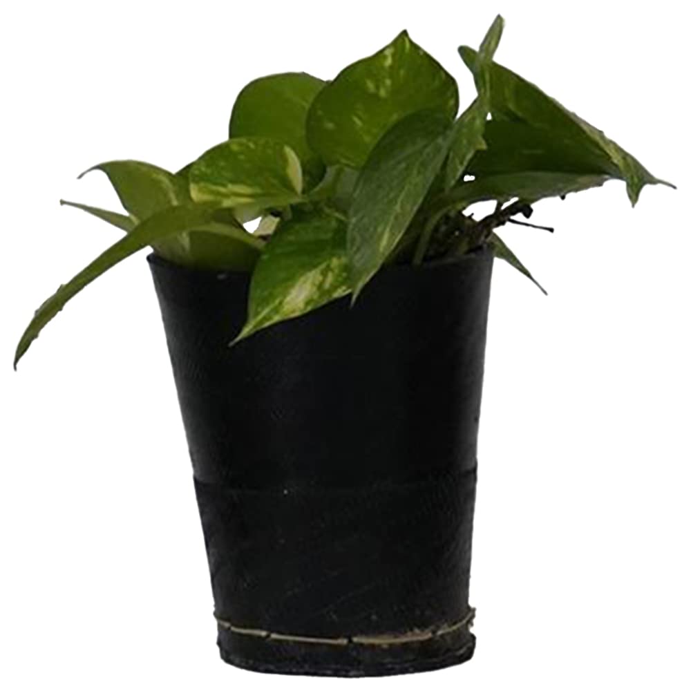 See full amazon price history chart for DeDzines Rubber Planters for Garden Plant Planter Pots for Outdoor and Balcony (Black) DeDzines Rubber Planters for Garden Plant Planter Pots for Outdoor and Balcony (Black) (B09LYG742T) Amazon Price History, Amazon Price Tracker