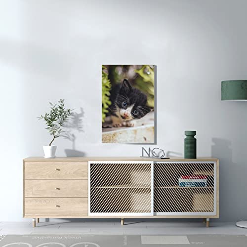 Tableau déco chaton yeux bleus impression haute définition