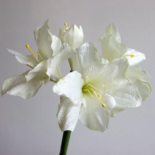 Shirfloral 2Pcs Artificial Red Velvet Amaryllis Stem 29 Inch Tall Stems Silk Petals Bouquet Faux Indoor DIY Craft Table Centerpiece for Home Living Room Wedding Party Arrangements (White)