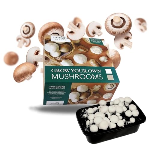 Carbeth Plants Mushroom Growing Kit - White Edible Champignon Kit - Grow Your Own White Button Suffolk Mushrooms - Fast Delivery - Perfect for Beginners and Kids as Educational Kit