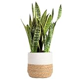 Costa Farms Snake Live Indoor Plant 2 to 3-Feet Tall, Sansevieria Zeylanica