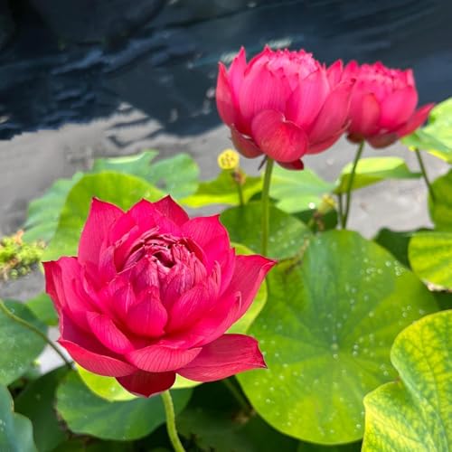 Image of Very Beautiful All Season Drop Blood Red+Pink Water Lotus(Pack Of-2) /Water Kamal /Water Lily Plant (TUBER) Original Hybrid Veriety Blloming With In 30 Days For Outdoor & Indoor Live Plant.