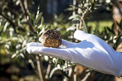 Extremely Fresh White Truffles 1 Oz, Special Shipping To The Usa Directly From The Forest Of Alba Italy, Nonstops & No Involvement Of Third Parties, Up To 80% More Of Lifetime To Your Truffles #TOP6