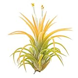 Live Air Plants - 2 Ionantha Druid - 2 to 3 Inch Air Plants - Color & Form Varies by Season - 30 Day