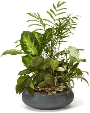 Grant Me Mercy - Flowers For Sympathy - Sympathy Flower Arrangements - Sympathy Plants - Same Day Sympathy Flowers - Condolence Flowers