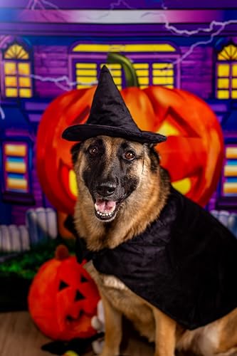 Disfraz de bruja Halloween para perro talla Large miniatura 6